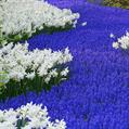 Muscari sp.